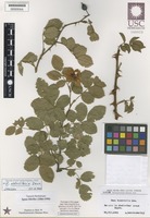 Type? of Rosa obtusifolia Desv. [family ROSACEAE]