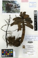 Holotype of Peperomia dolabriformis Kunth var. lombardii Pino [family PIPERACEAE]