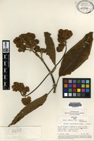 Isotype of Gynoxys congestiflora Sagást & Dillon. [family ASTERACEAE]