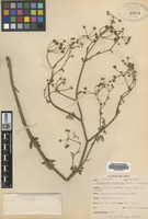 Isotype of Eremocharis ferreyrae Math. & Constance [family APIACEAE]