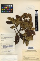 Type of Gynoxys costihirsuta Cuatrec. [family ASTERACEAE]