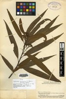 Type of Nectandra wurdackii C. K. Allen & Barnebry ex Rohwer [family LAURACEAE]
