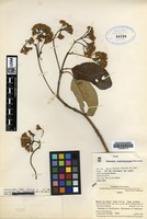 Type of Gynoxys cuatrecasasii B. Herrera [family ASTERACEAE]