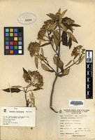 Isotype of Gynoxys ferreyrae B. Herrera [family ASTERACEAE]