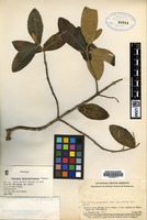 Isotype of Gynoxys malcabalensis Cuatrec. [family ASTERACEAE]