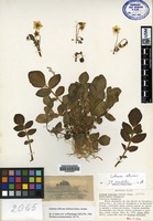 Isotype of Solanum acaule Bitter var albicans Ochoa [family SOLANACEAE]