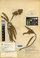 Isotype of Gynoxys poggeana Mattfeld. [family ASTERACEAE]