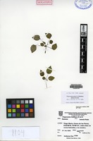 Holotype of Peperomia pinoi G.Mathieu [family PIPERACEAE]