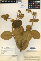Isotype of Gynoxys tomentosissima Cuatrec. [family ASTERACEAE]