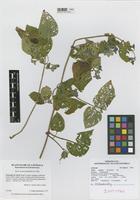 Isotype of Salvia coriana Quedensley & Veliz [family LAMIACEAE]