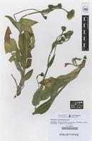 Holotype of Hieracium rosselloanum Mateo [family COMPOSITAE]