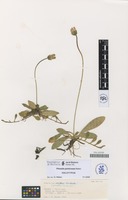 Holotype of Pilosella panticosae Mateo [family COMPOSITAE]