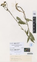 Holotype of Hieracium laevigodentatum Mateo [family COMPOSITAE]