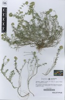 Holotype of Teucrium muletii R. Roselló, P.P. Ferrer, E. Laguna, Gómez Nav., A. Guillén & J.B. Peris [family LABIATAE]