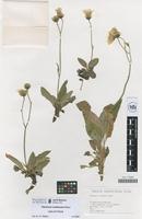 Holotype of Hieracium medinense Mateo [family COMPOSITAE]