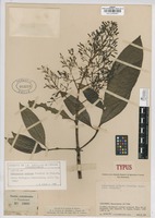 Type of Palicourea prolata Standl. ex Steyerm. [family RUBIACEAE]
