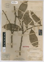Isotype of Lacistema pacificum Cuatr. [family LACISTEMATACEAE]