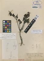 Isotype of Vaccinium leiandrum Blake [family ERICACEAE]
