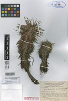 Isotype of Navia lasiantha Smith & Steyerm. [family BROMELIACEAE]