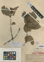 Holotype of Nectandra mucurubensis Lasser [family LAURACEAE]