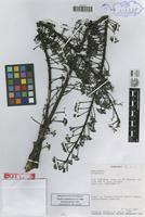 Isotype of Schefflera asymmetrica Frodin [family ARALIACEAE]