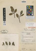 Isotype of Ilex sulcata Edwin var. pygmaea Edwin [family AQUIFOLIACEAE]