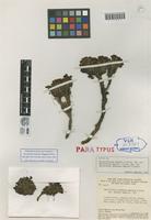 Paratype of Saccifolium bandeirae Maguire & Pires [family SACCIFOLIACEAE]