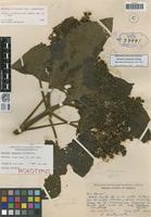 Holotype of Montanoa tamayonis Aristeguieta [family ASTERACEAE]