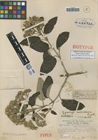 Isotype of Gynoxys meridana Cuatrec. [family ASTERACEAE]