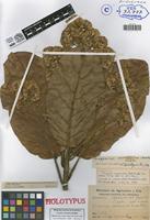 Holotype of Cacalia venezuelae Badillo [family ASTERACEAE]