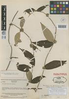 Paratype of Sabicea velutina Benth. subsp. chimantensis Steyerm. [family RUBIACEAE]