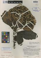 Isotype of Paragynoxys steyermarkii Cuatrec. [family ASTERACEAE]