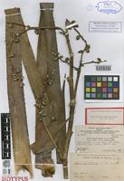 Isotype of Navia hechtioides L. B. Smith [family BROMELIACEAE]