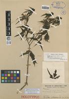 Holotype of Manihot maguireiana D.J. Rogers & Appan [family EUPHORBIACEAE]