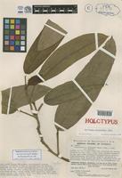 Holotype of Heteropsis steyermarkii Bunt. [family ARACEAE]