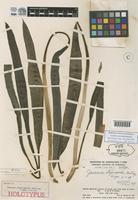 Holotype of Jasarum steyermarkii Bunt. [family ARACEAE]