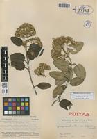 Isotype of Gynoxys sancti-antonii Cuatrec. var. latifolia Cuatrec. [family ASTERACEAE]