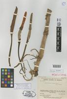 Holotype of Philodendron hylaeae Bunt. [family ARACEAE]