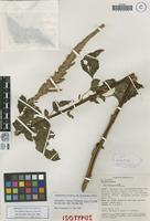 Isotype of Amaranthus congestus Townsend [family AMARANTHACEAE]