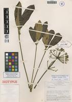 Isotype of Schefflera varisiana Frodin [family ARALIACEAE]