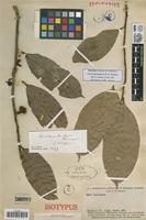 Isotype of Lacistema krukovii H. O. Sleumer [family LACISTEMATACEAE]