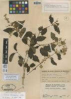 Isotype of Iresine laurifolia Suesseng. [family AMARANTHACEAE]