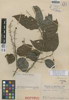 Isotype of Homalium anzoateguiensis Steyerm. [family FLACOURTIACEAE]