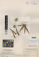 Isotype of Navia pungens L. B. Smith [family BROMELIACEAE]
