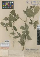 Isotype of Bernardia amazonica Croizat [family EUPHORBIACEAE]