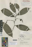 Holotype of Heteropsis tenuispadix Bunt. [family ARACEAE]