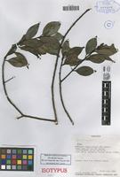 Isotype of Ilex davidsei Steyerm. [family AQUIFOLIACEAE]