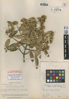 Isotype of Gynoxys campii Cuatrec. [family ASTERACEAE]