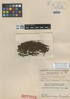 Isotype of Hypericum laricoides Gleason [family CLUSIACEAE]