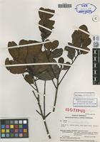 Isotype of Ilex brevipedicellata Steyerm. [family AQUIFOLIACEAE]